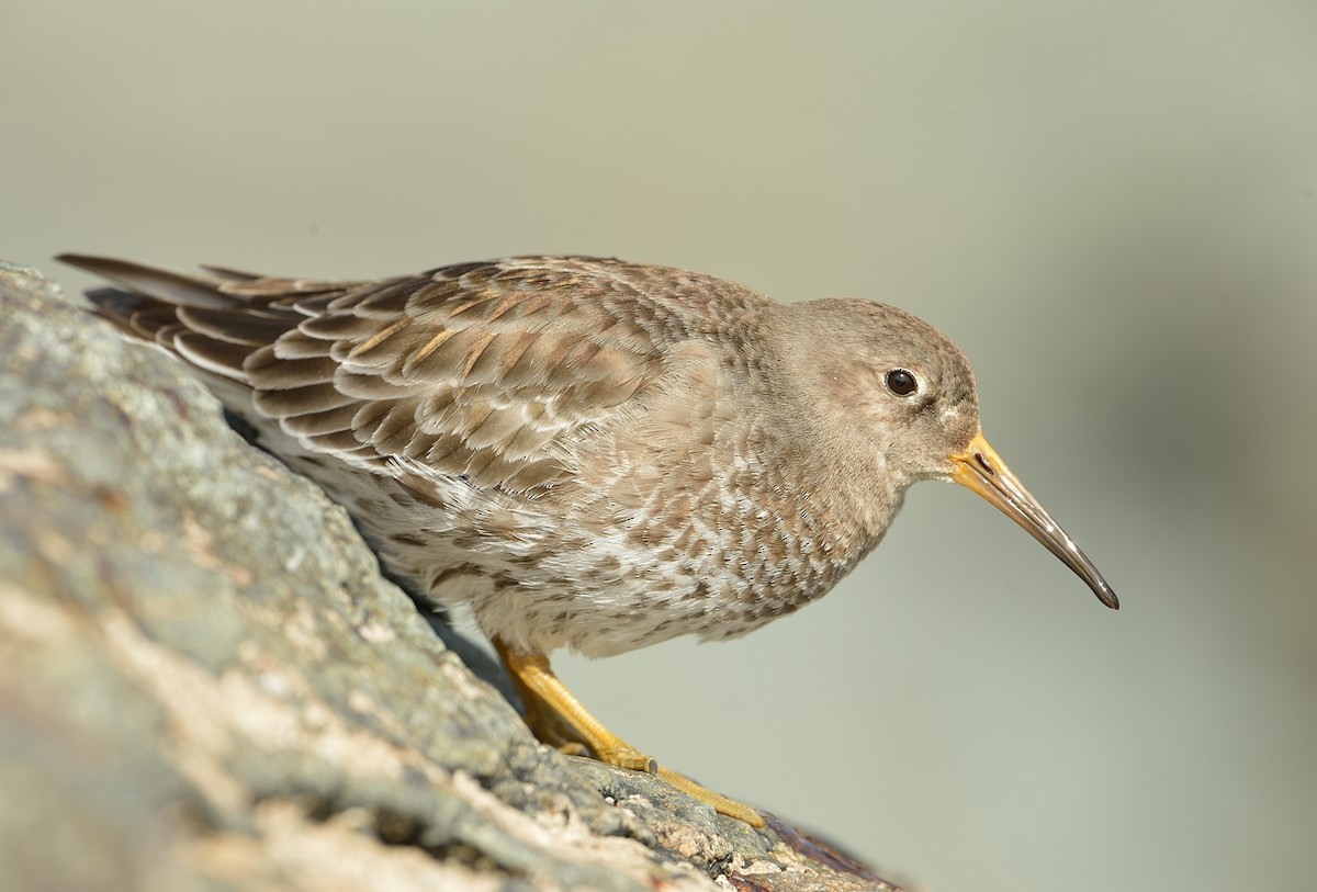 Purple Sandpiper - ML546021271