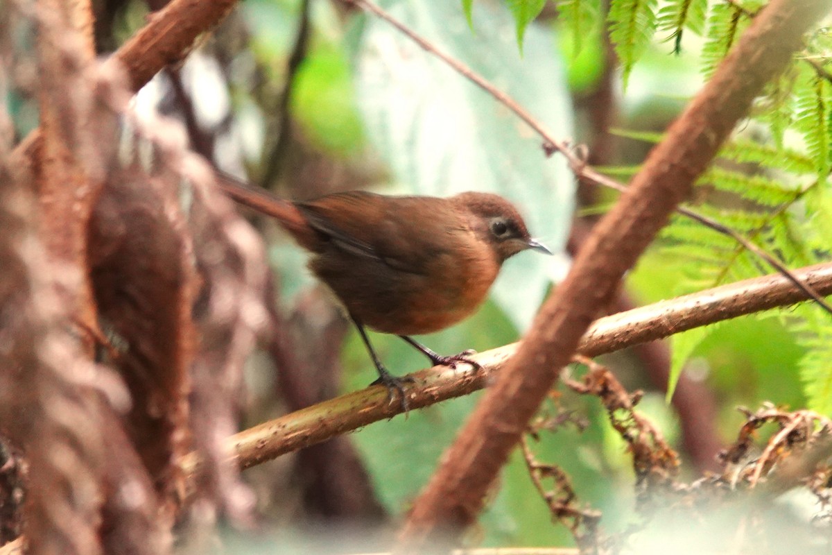 Spot-throat - ML546023241