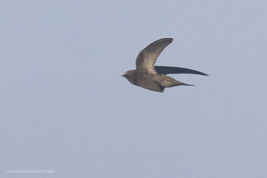 Plain Swift - ML546024061