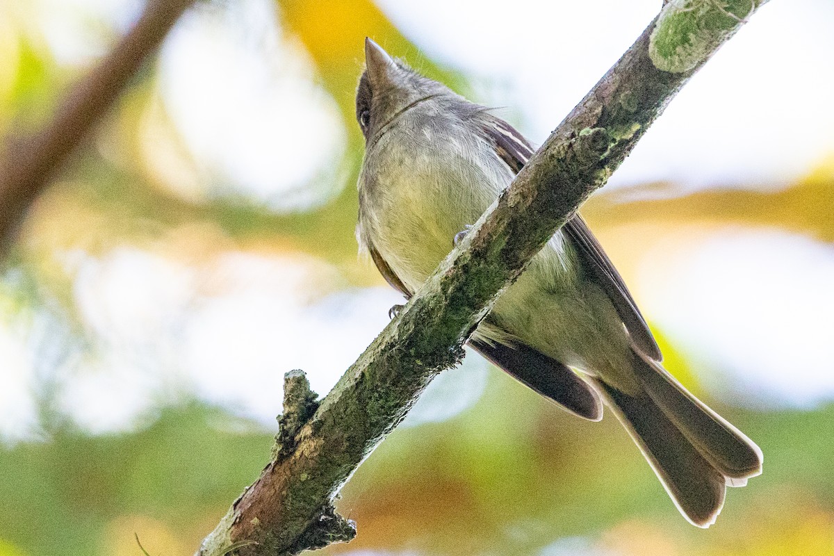 Euler's Flycatcher - Sue Wright