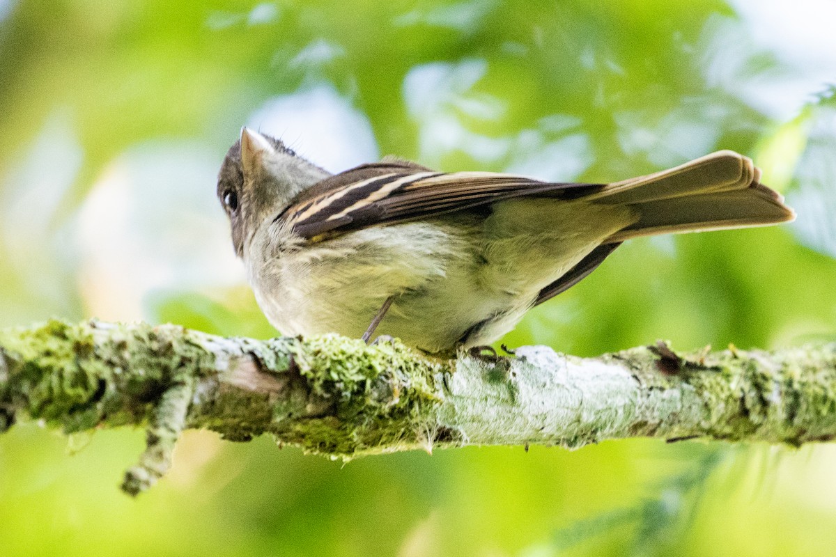 Euler's Flycatcher - ML546026091