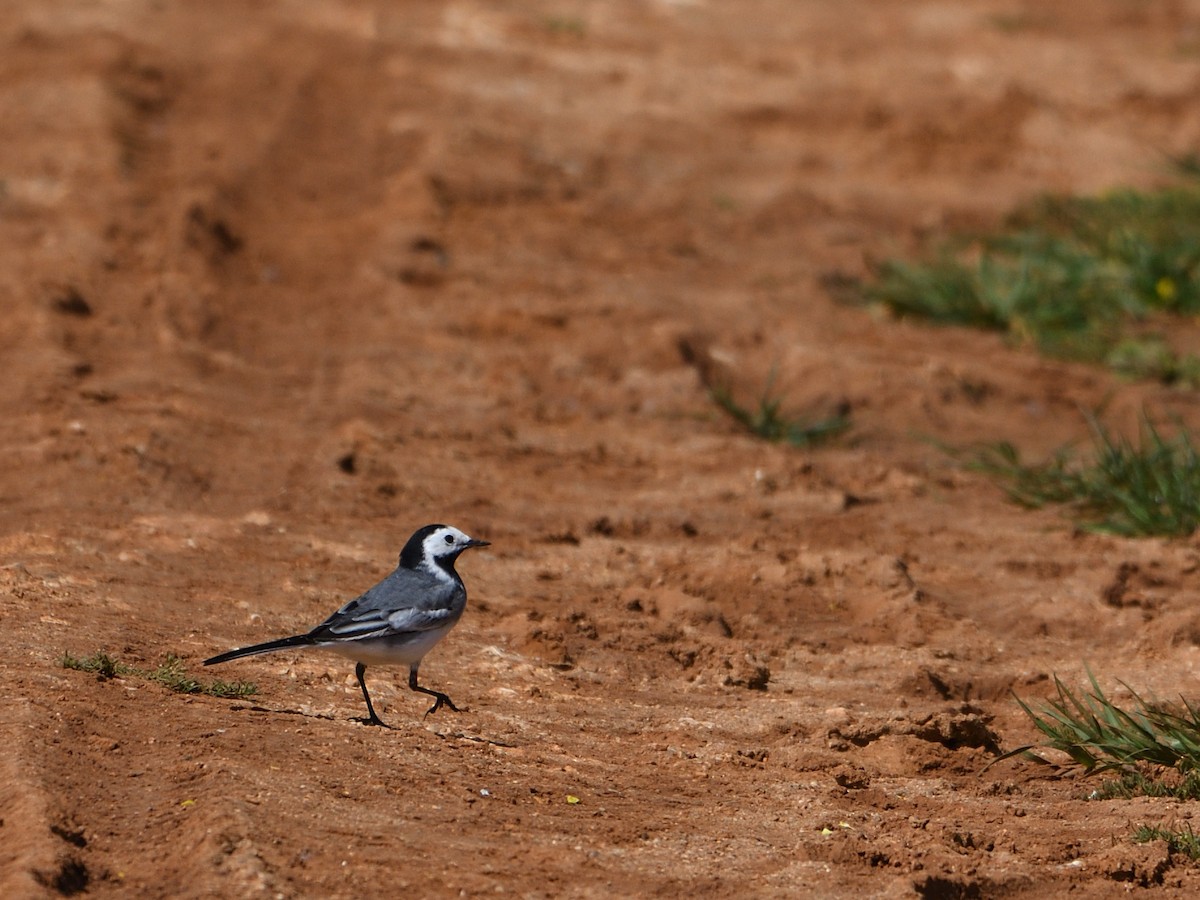 White Wagtail - ML546027551