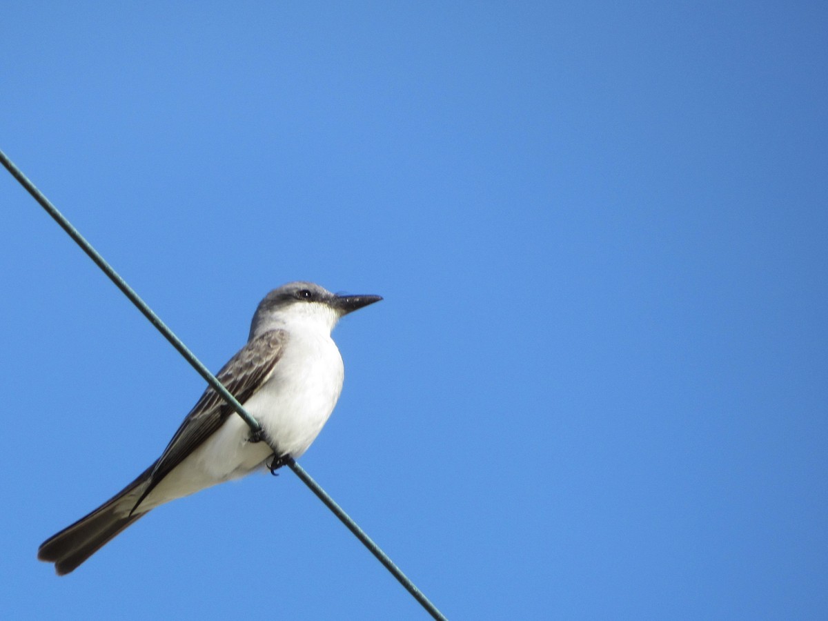 Gray Kingbird - ML54602811