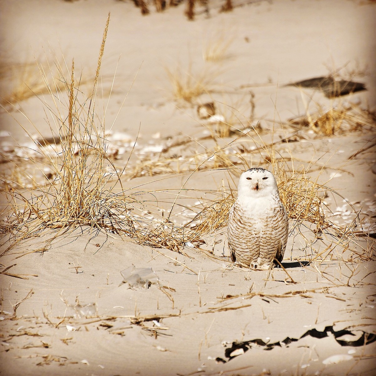 Snowy Owl - ML546029531