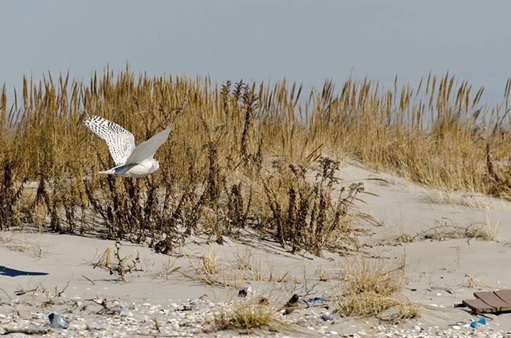 Snowy Owl - ML546029541