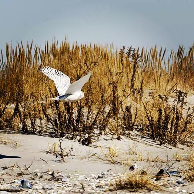 Snowy Owl - ML546029551