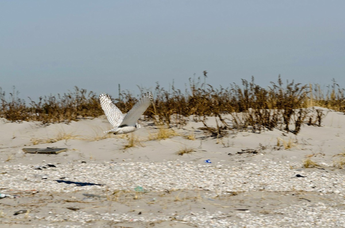 Snowy Owl - ML546029561