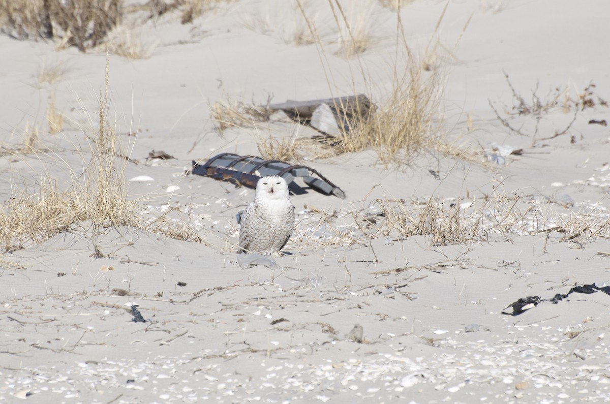 Snowy Owl - ML546029571