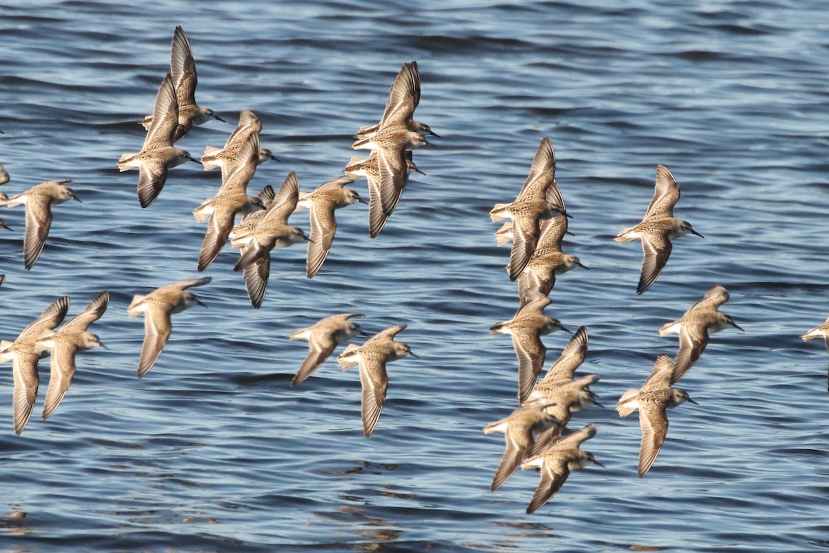 Semipalmated Sandpiper - ML546030321