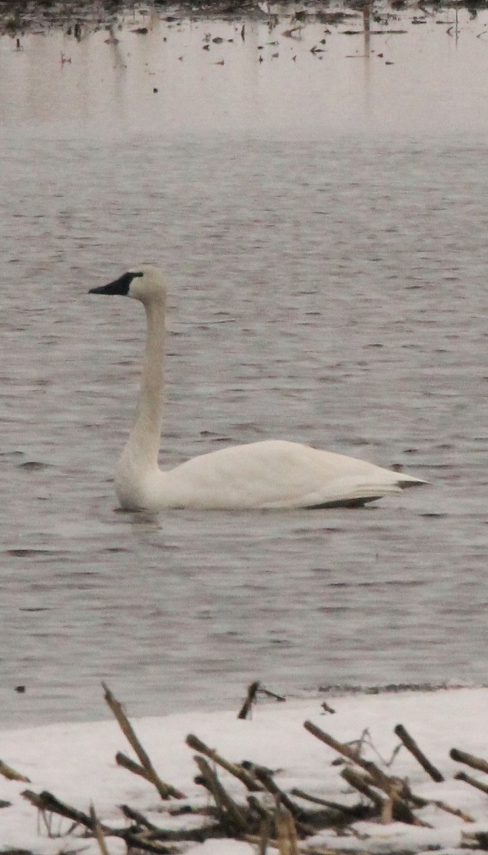 Trumpeter Swan - ML546031471