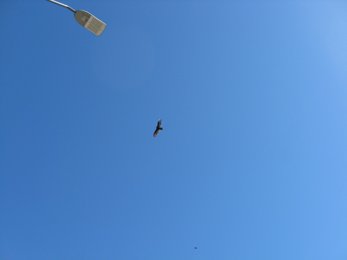 Turkey Vulture - ML546031551