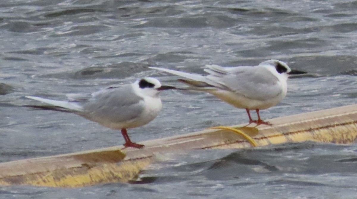 Forster's Tern - ML546032471