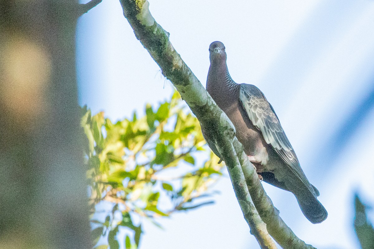 Picazuro Pigeon - Sue Wright