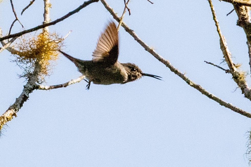 Colibri vert et gris - ML546033361