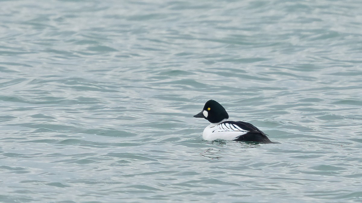 Common Goldeneye - ML546034541