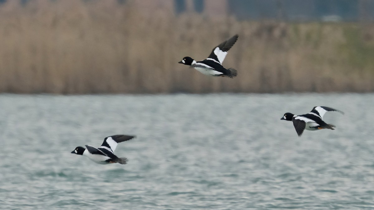 Common Goldeneye - ML546034571