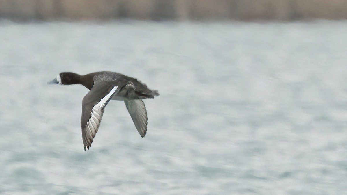 Greater Scaup - ML546034581