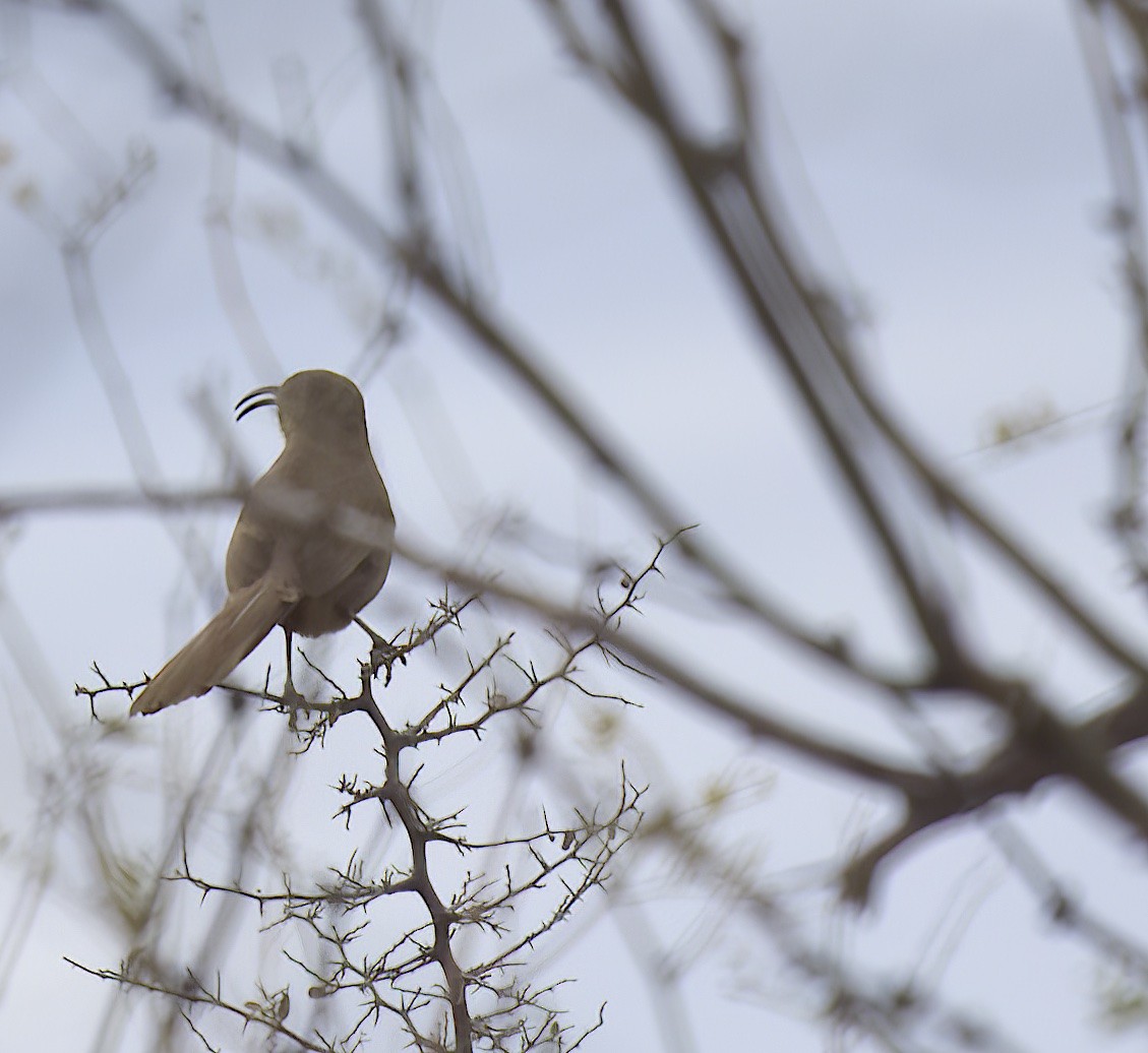 Crissal Thrasher - ML546034611