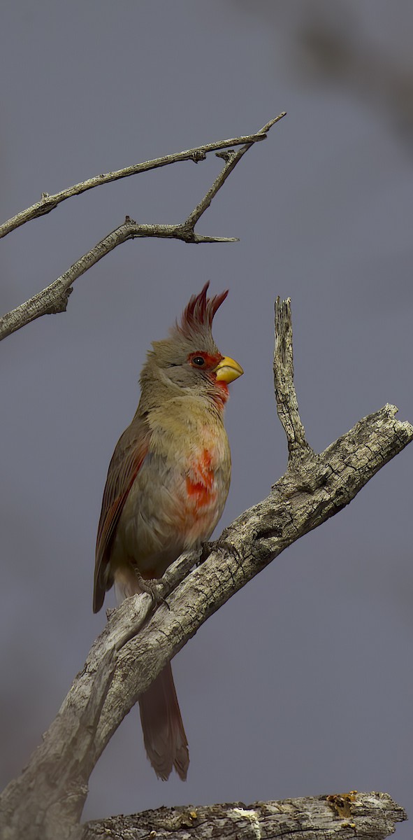 Pyrrhuloxia - Carol Hippenmeyer