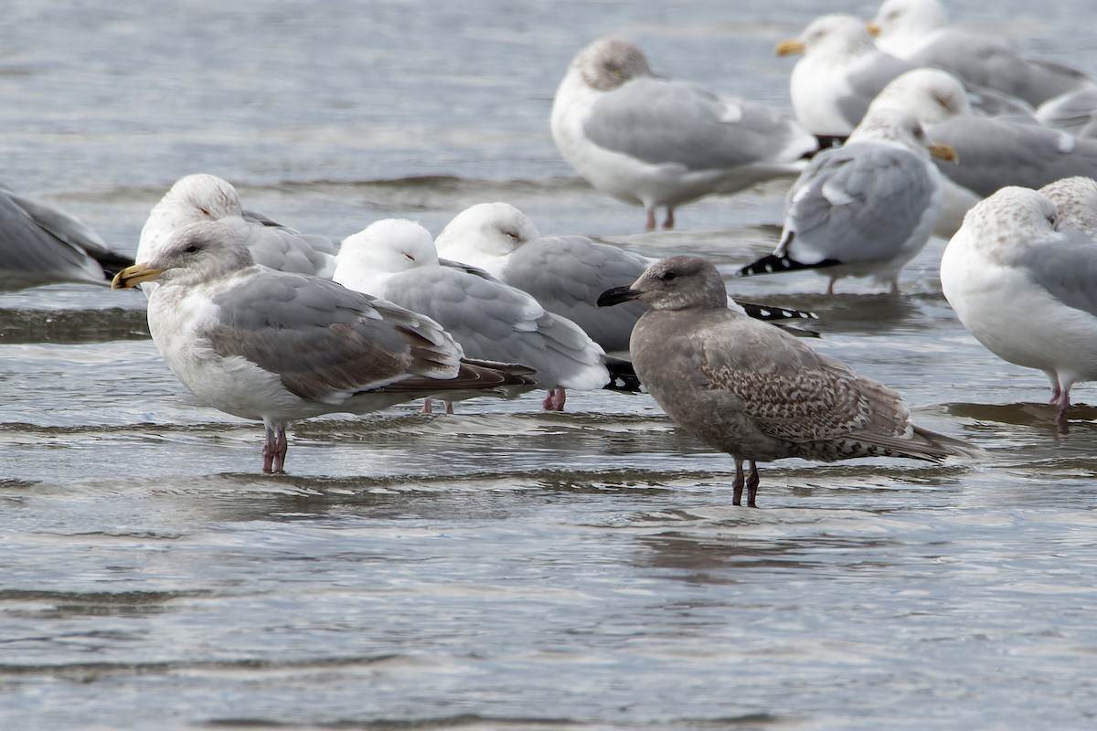 Goéland à ailes grises - ML546034821