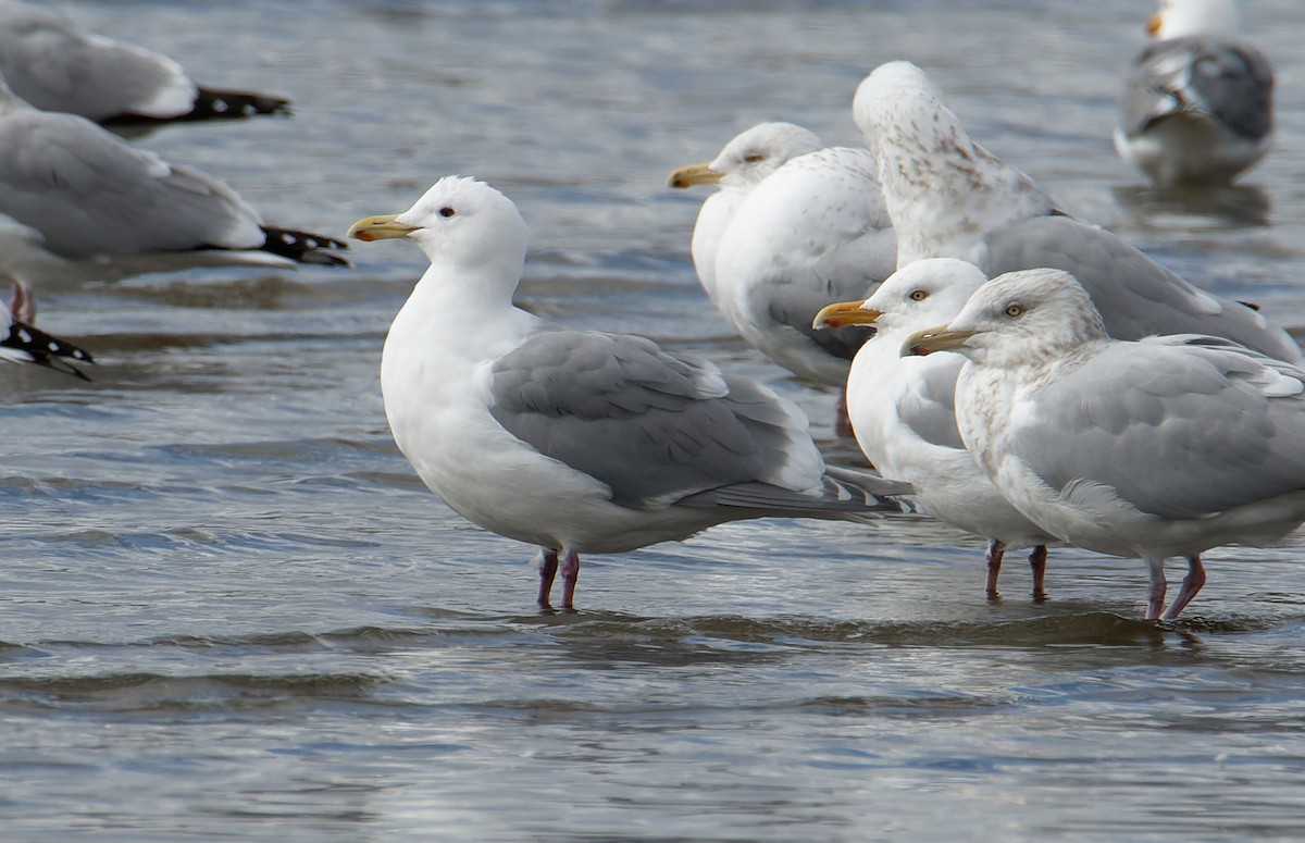 Glaucous-winged Gull - ML546034831