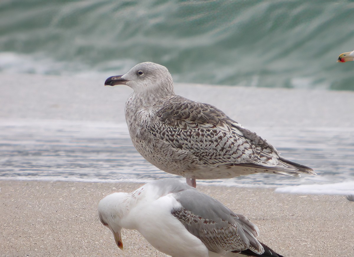 Great Black-backed x Glaucous Gull (hybrid) - ML546035201