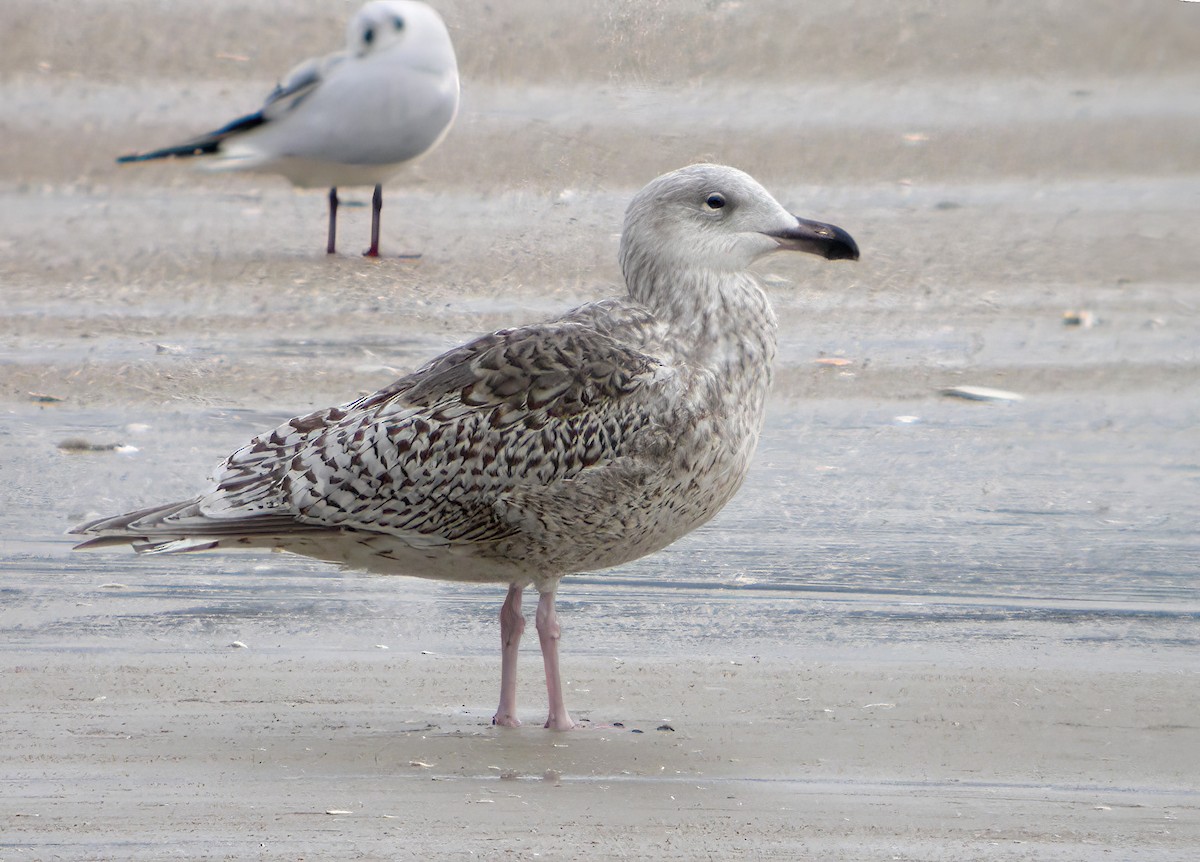 Great Black-backed x Glaucous Gull (hybrid) - ML546035231