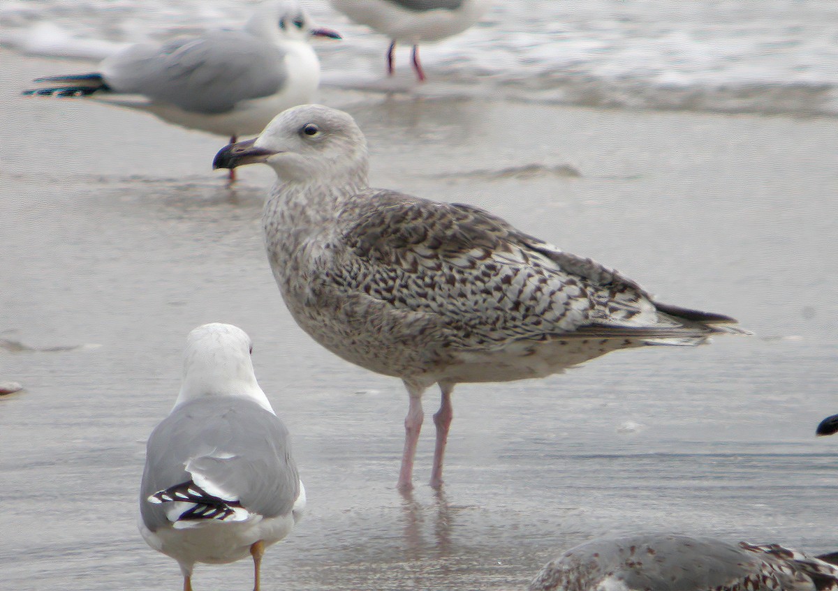 Great Black-backed x Glaucous Gull (hybrid) - ML546035241