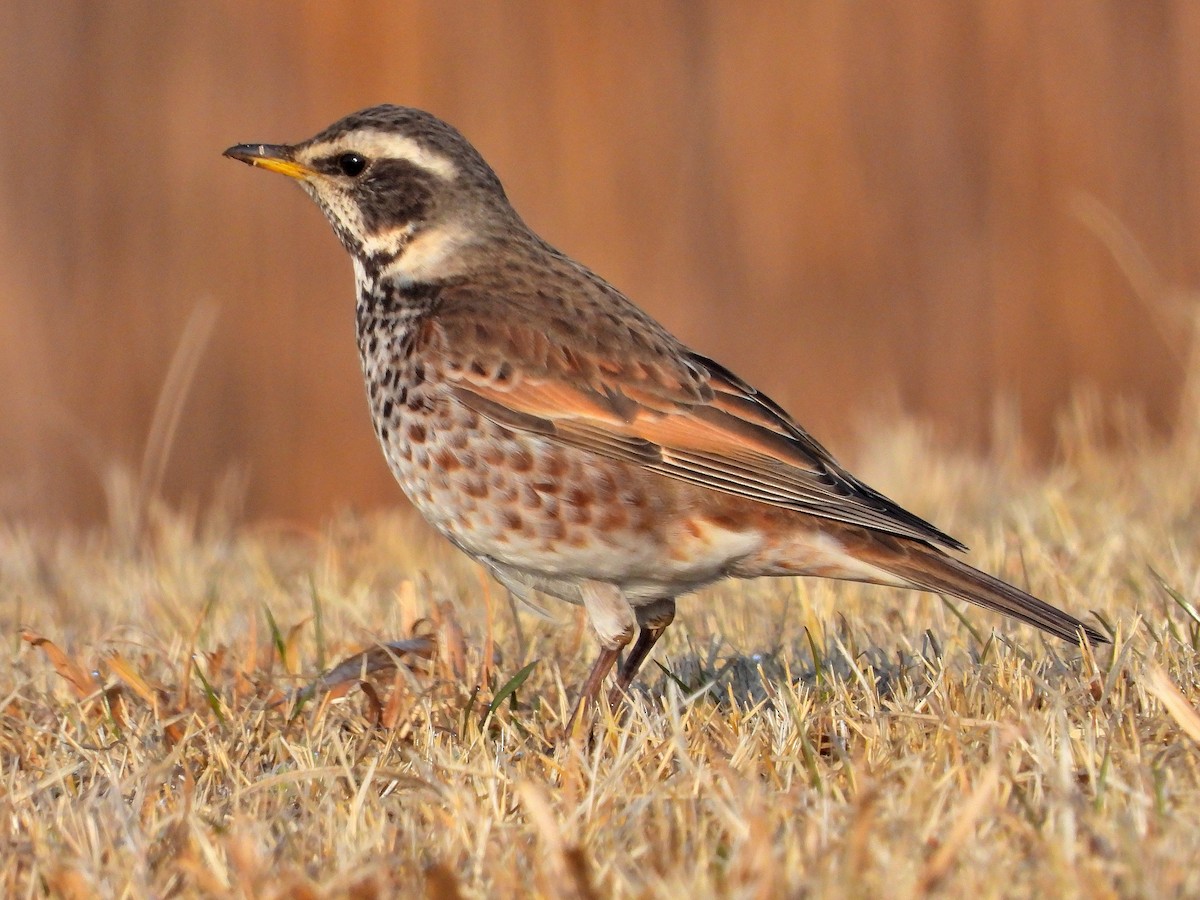 【レア】ツグミたちの荒野 雑種 ツグミ x ハチジョウツグミ - eBird