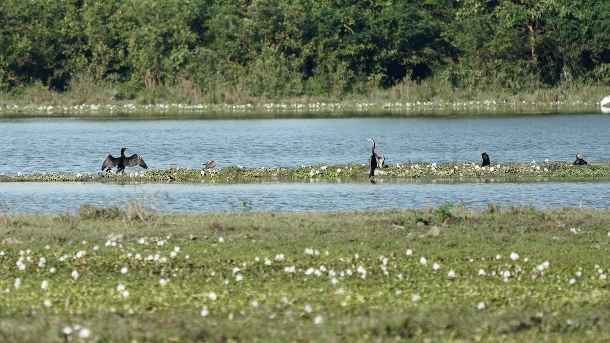 Oriental Darter - ML546037681