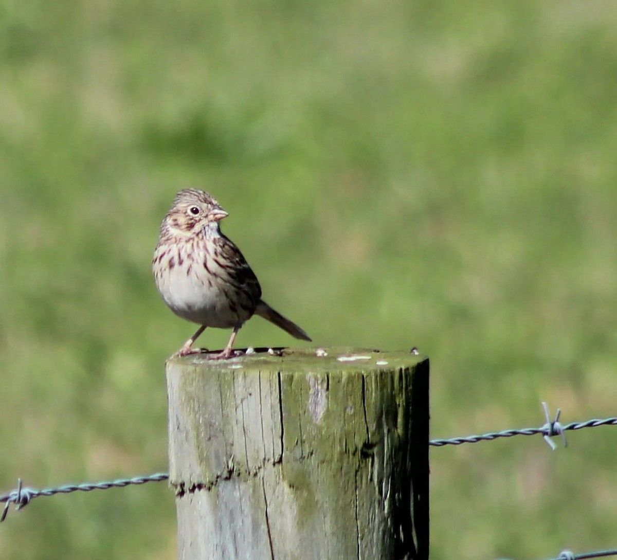 Vesper Sparrow - ML546038171