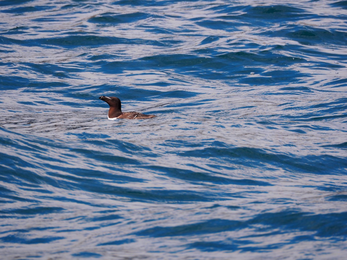 Razorbill - ML546038241