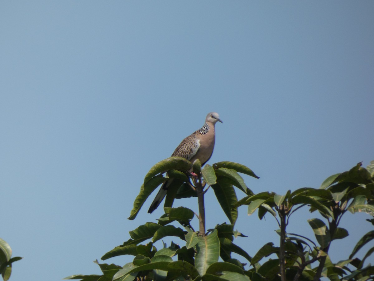 Spotted Dove - ML546038891