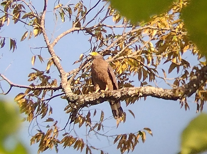 Crested Serpent-Eagle - ML546039271