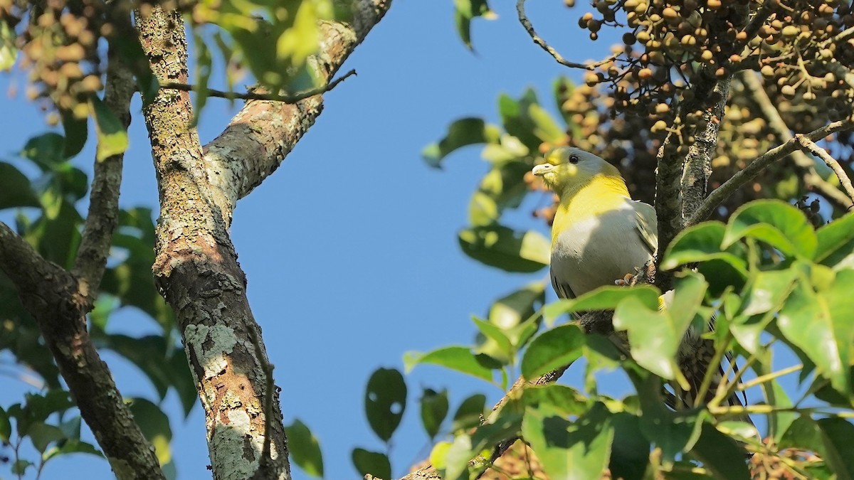 Yellow-footed Green-Pigeon - ML546039371