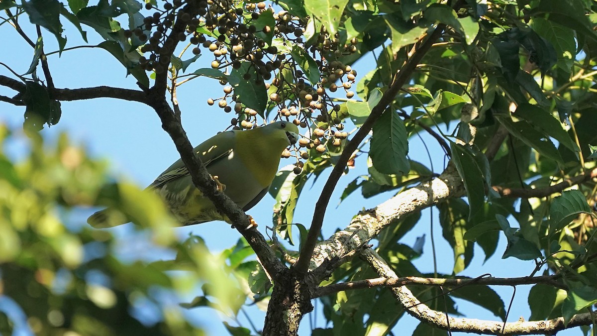 Yellow-footed Green-Pigeon - ML546039471