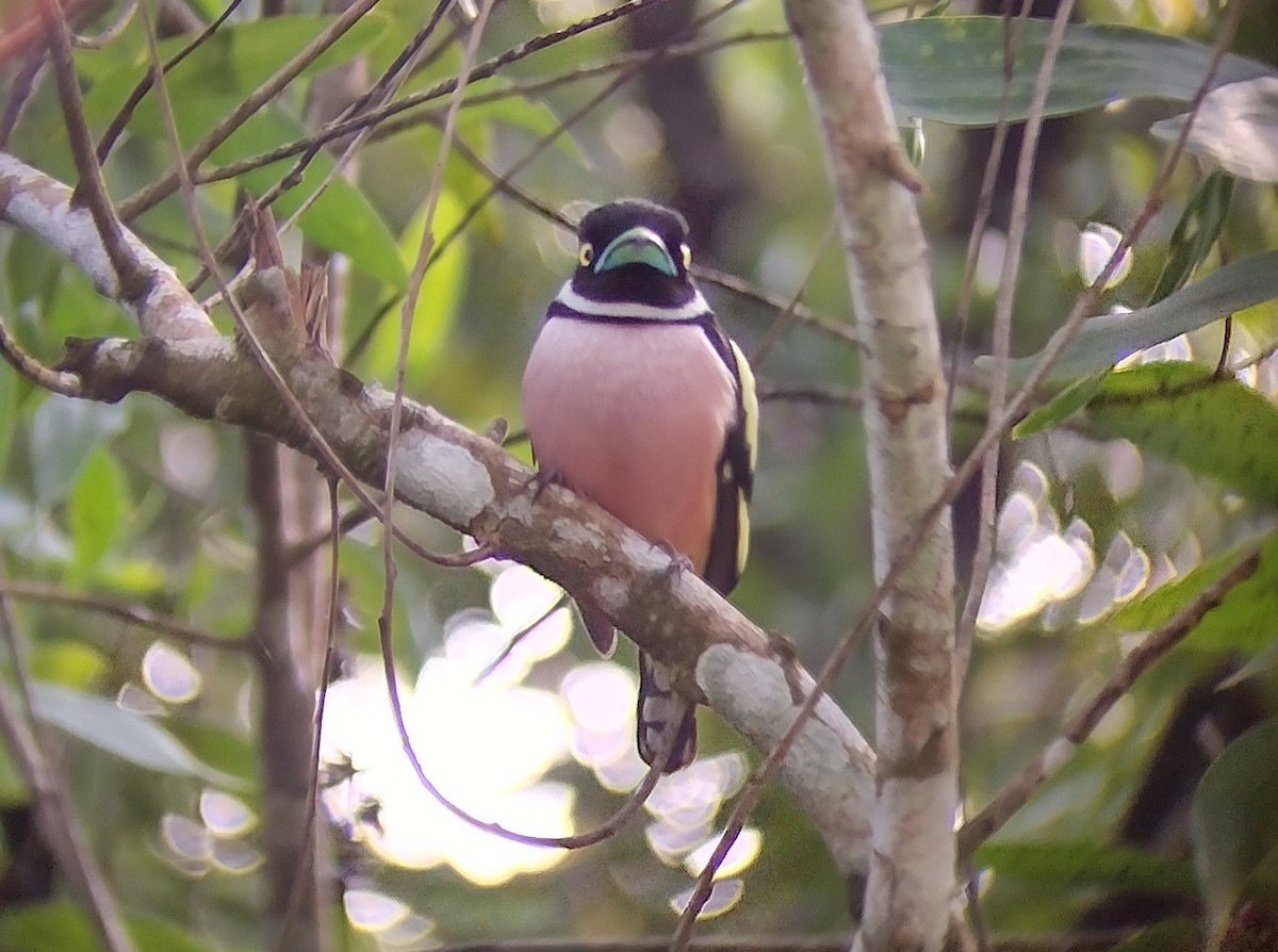 Black-and-yellow Broadbill - Lars Mannzen