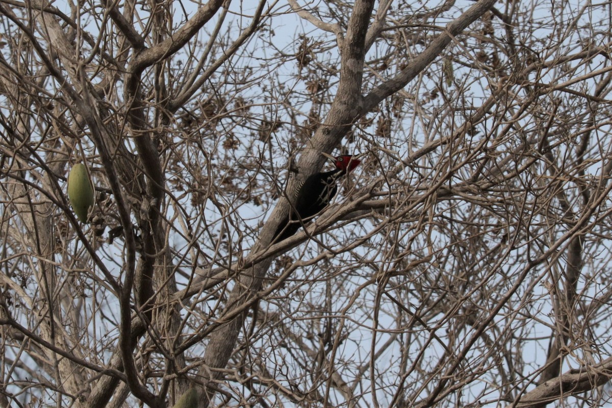 Pale-billed Woodpecker - ML546039551