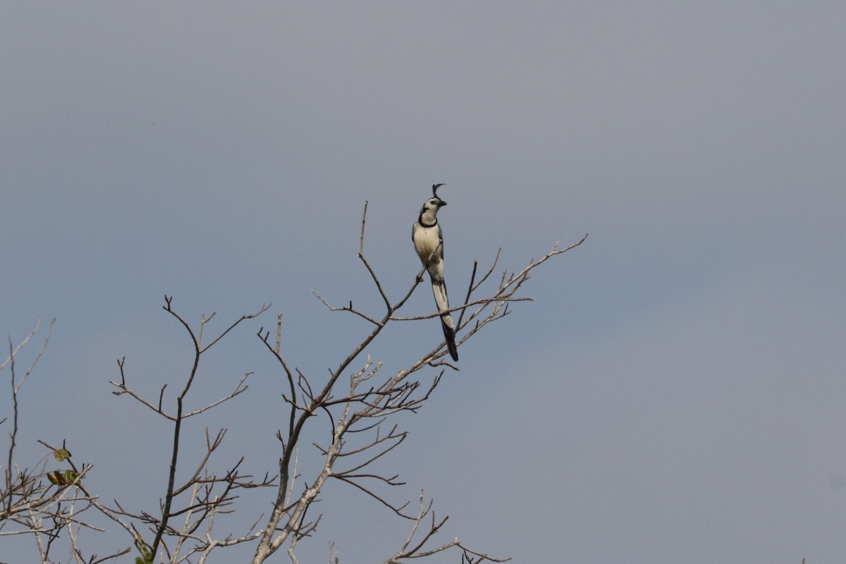 White-throated Magpie-Jay - ML546039581