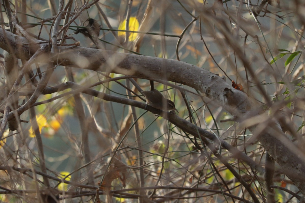 White-bellied Wren - ML546039641