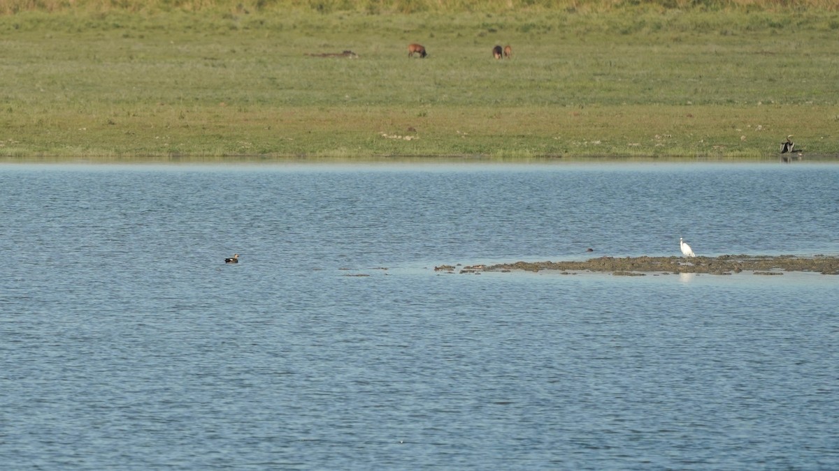 Gadwall - ML546039821