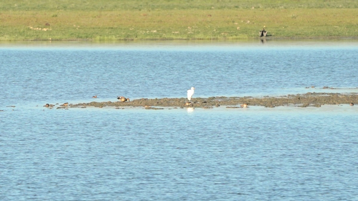 Gadwall - ML546040321