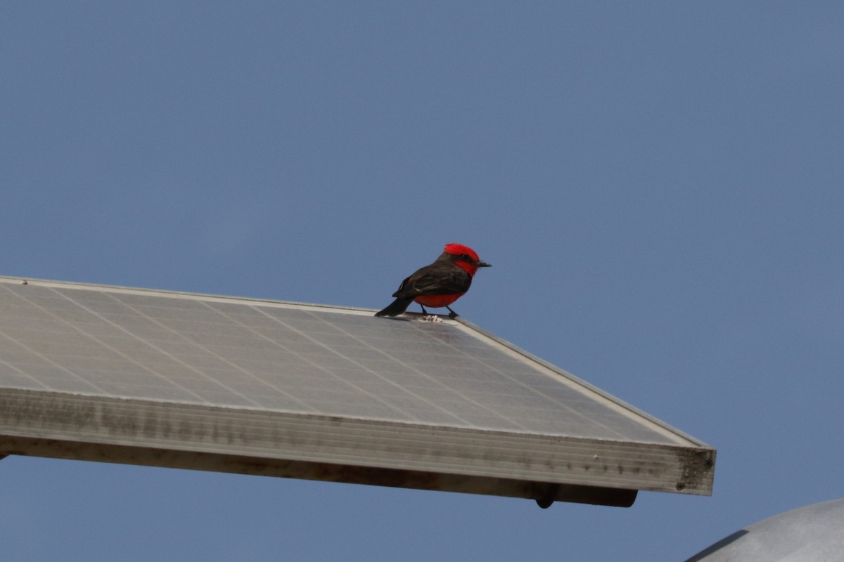 Vermilion Flycatcher - ML546040441