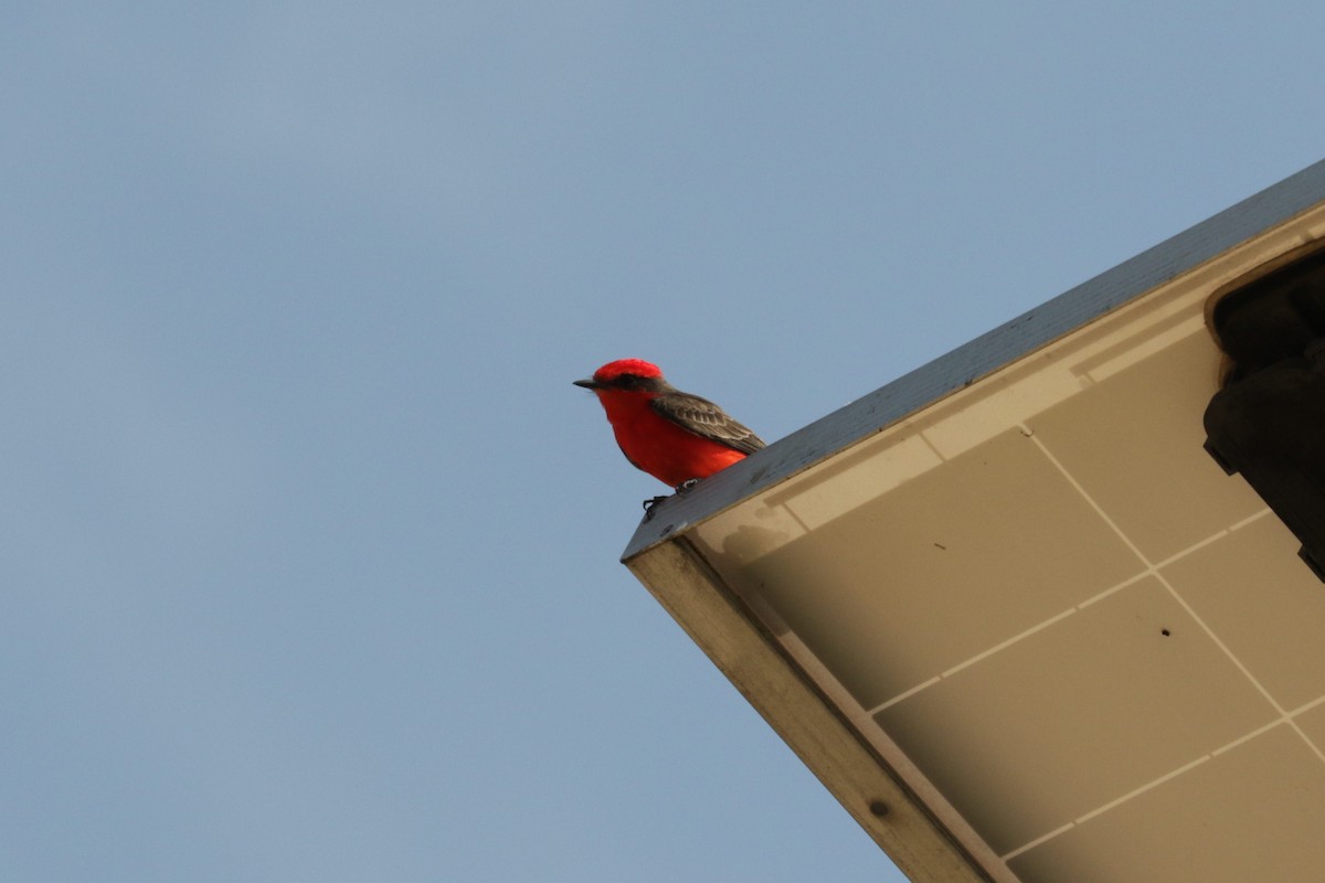 Vermilion Flycatcher - ML546040451
