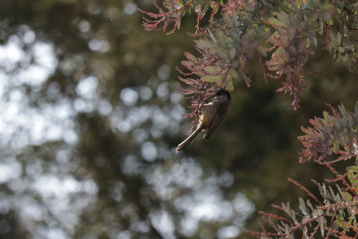 Bushtit - ML546040481