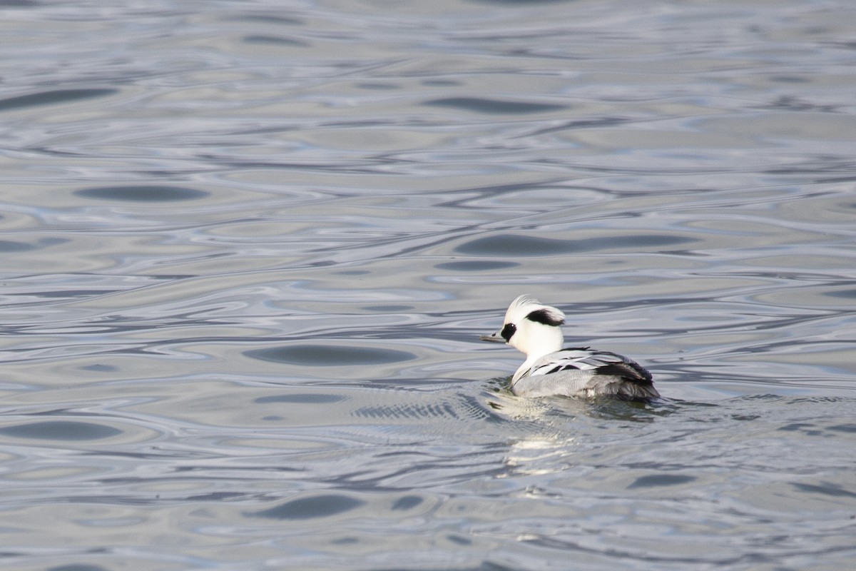 Smew - ML546040891