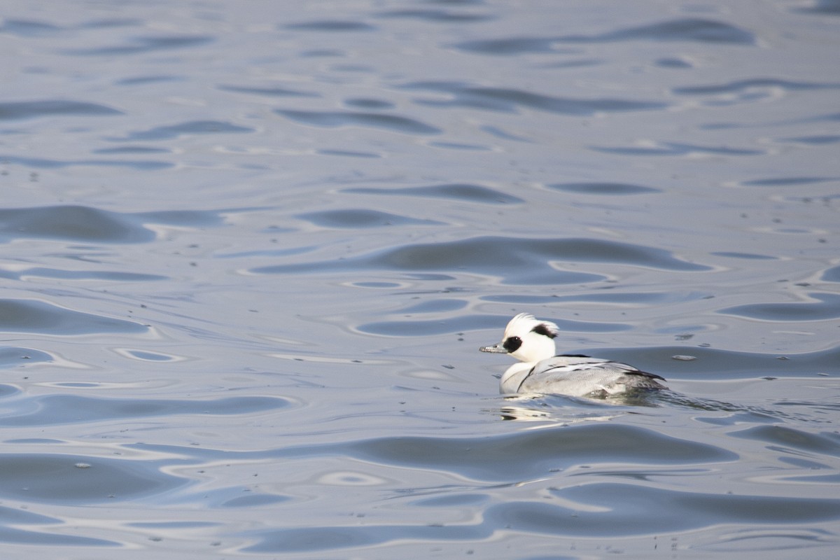 Smew - ML546040911