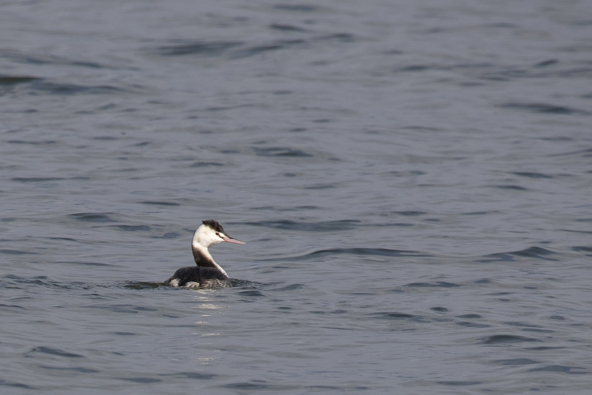 Great Crested Grebe - ML546040941