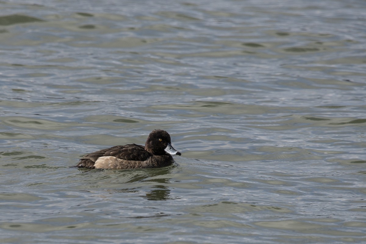 鳳頭潛鴨 - ML546040961