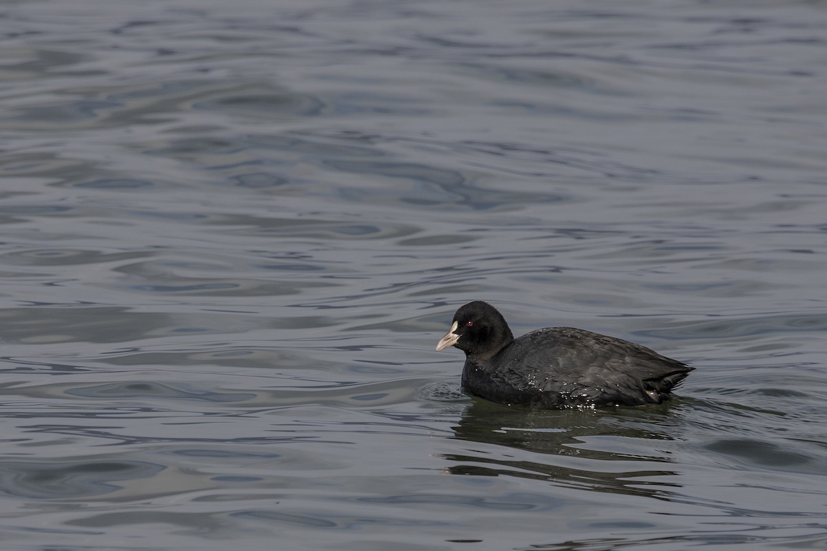 Eurasian Coot - ML546041151